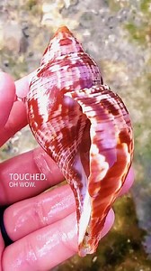 14K views · 60 reactions | Can you name this Seashell find? ⬇️ ....