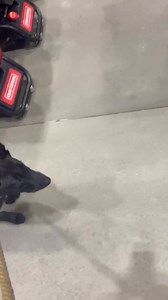 Apollo first trip to Lowes he's settling in nicely #KimonoxAstrid #Leprechaun | LoneStar Malinois