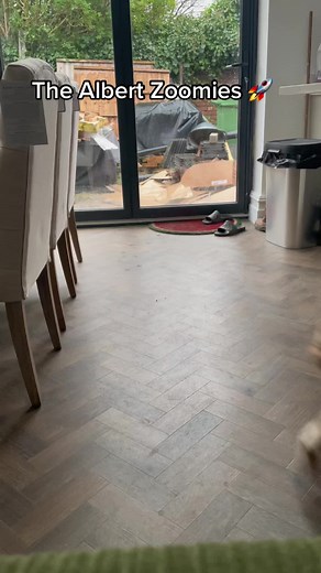 The Shih Tzu Albert Zoomies 😂 #dog #funny #shihtzu #viral #2023