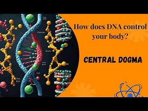 Understanding Central Dogma: A step-by-step guide ||THE FUNDAMENTAL CONCEPT IN MOLECULAR BIOLOGY