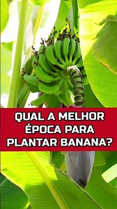 WHEN IS THE RIGHT TIME TO PLANT BANANAS? #agriculture #vegetablegarden #plants
