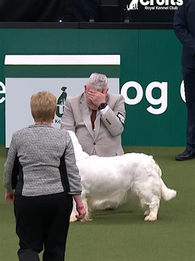 Bruin the Clumber Spaniel: A Champion at Crufts 2026