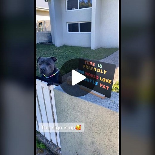 Litte miss Tubs greeting the neighbours, still so many more videos to show since the sign has been placed outside 🥺🐾 #fyp #love #staffordshirebullterrier #feelgood