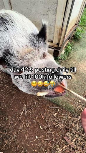 Mini Pig Enjoys Dried Sweet Potato Treats