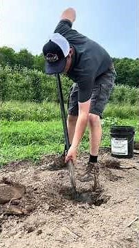 How to plant a bareroot apple tree