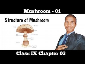 | Part - 01 | Structure of Mushroom | Class 9 science chapter 3 in Nepali |
