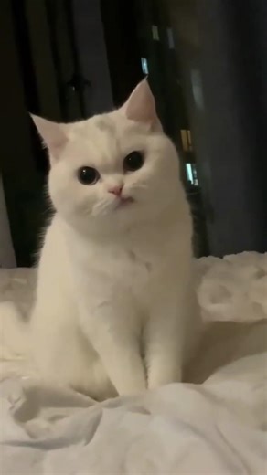 Cute Angry kittens Most Adorable 😻 #shorts #ytshorts #youtubeshorts #usa #cat #cute #animals #kitten