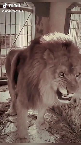 Lion Chuffing Sound Compilation | Animal Videos