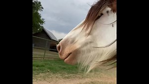 Ranching on horses that want to be with me sure is a lot more enjoyable. Here is a quick little video of catching my horses yesterday for work. This isn’t some trick I have taught them and they aren’t coming to treats or grain. This is a dividend I get for working with a horse from a place that makes sense to the horse. I’m learning to provide them a leadership that they want to follow. #nodust #tyranch | Ty Murray