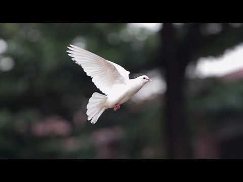 La Paloma(The Dove) - Nana Mouskouri: with lyrics (Spanish\\English\\한글번역) 라팔로마
