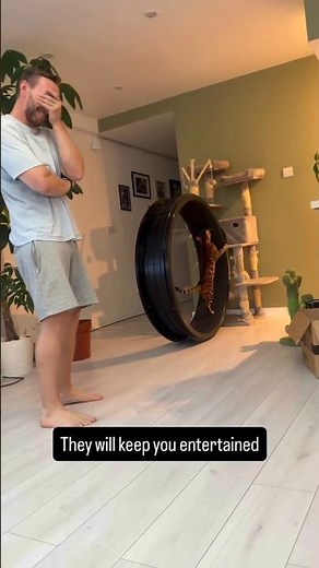 POV: You Get A Bengal Cat — 5 Reasons You'll Be Obsessed