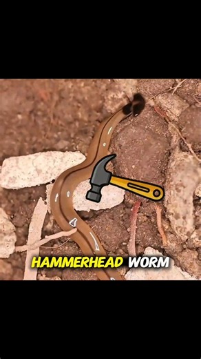 Hammer head worm #facts #shorts #trendingshorts #viralshorts #trendingshorts
