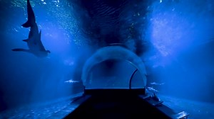 Take an immersive walk through our shark tunnel, where you can see the largest collection of bull sharks in the entire world. | Oklahoma Aquarium