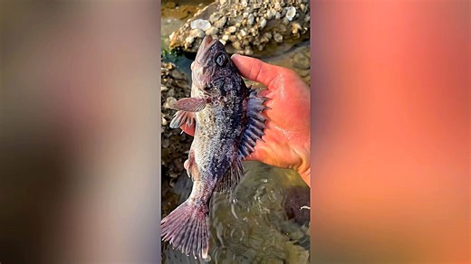 Playful Fish Is Caught and Then Thrown Back into the Water