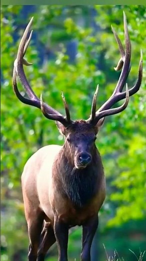 Amazing Caribou Facts You Didn’t Know!"