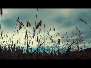 ただ風に揺れる草を眺めて聴くだけ 環境音 | 3時間 Ambient sound | ASMR | 睡眠