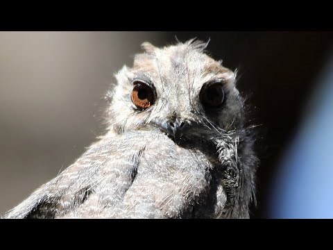 Close encounters of the bird kind – Australian Owlet-nightjar