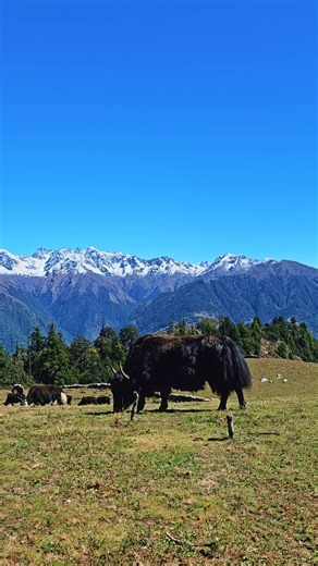 Exploring the Majestic Himalayas and Yak Culture