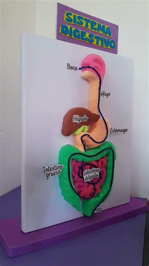Maqueta funcional del sistema digestivo, usando fomi moldeable. #manualidades