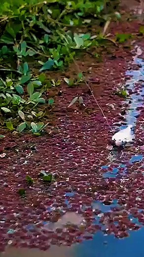 2.1M views · 20K reactions | #liveforthestrike #fishingtips #bassfishing #fishing #fishingislife #bassmaster #majorleaguefishing #largemouth #largemouthbass #fishingtv #fishingtvshow #lunkerville #getfolksfishing for #mentalhealth and #socialwellness | Edan TV | Facebook