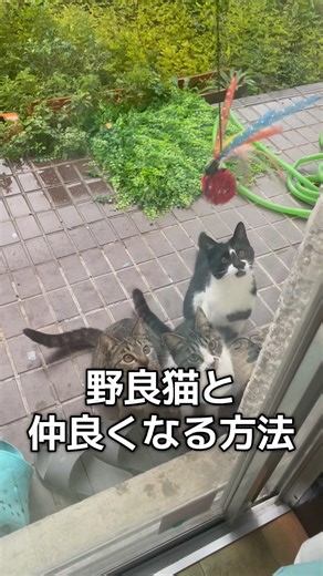 私が野良猫と仲良くなった方法 #猫 #고양이 #貓咪 #cat #野良猫保護 #길고양이 #日本 #일본#ねこ