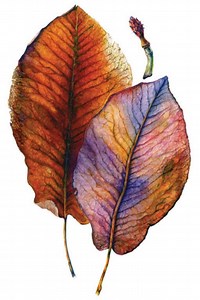 Introduction to Botanical Art
