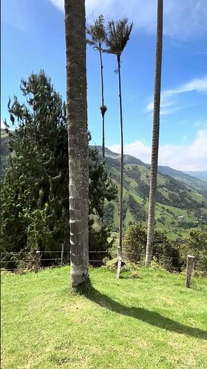 Cocora Valley #colombia #salento #quindio #palmtrees #travel