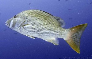 Dog snapper - Alchetron, The Free Social Encyclopedia