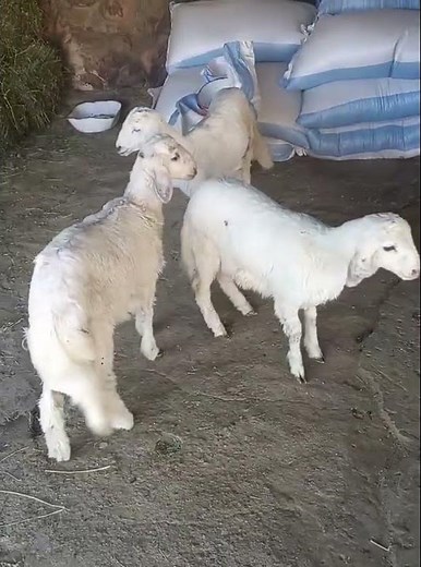 Raising bottle lambs indoors | 3 Adorable Mini Goat Breeds in Cozy Room #homestead #lambing