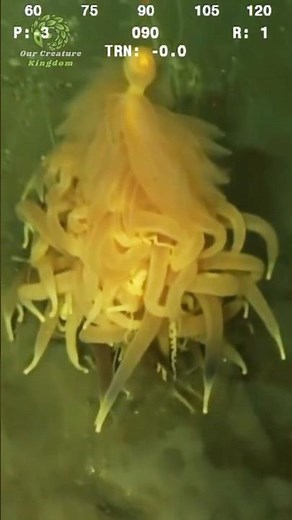 Siphonophore 🤯 | The Longest Animal on Earth