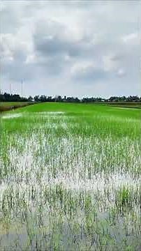 How to grow rice with less fertilizer for green rice, reducing costs | Thanhdotv