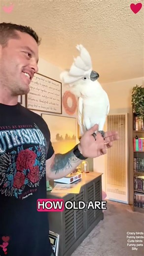 The mischievous parrot 🦜 #animals #parrot #foryou #shorts #funny #fyp