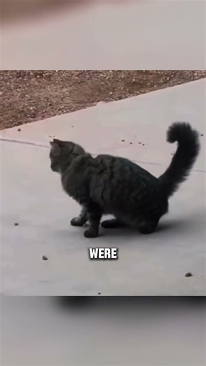 This is the smartest mouse…🤯 #mouse #tricks