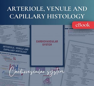 Histology Ebook: Cardiovascular System Microvasculature (digital Download) - Etsy