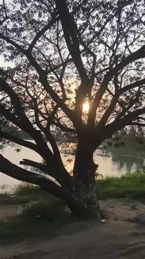 Sunset : Why does the light shimmer like gold? #sunset #viralvideo #viral #nature