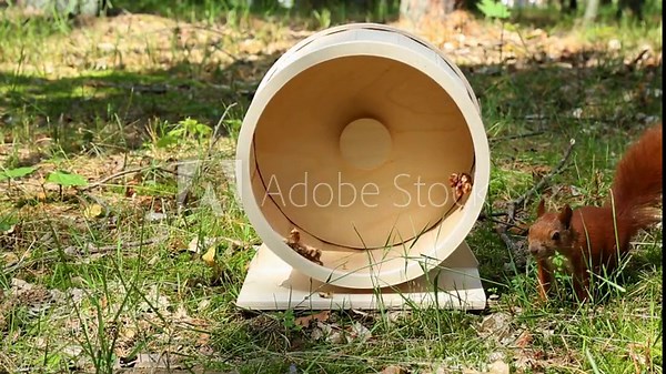 Active red squirrel demonstrates natural curiosity by continuously rotating wooden exercise wheel with front paws creating dynamic movement in outdoor forest setting