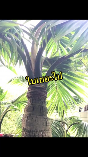 วิธีทำบอนไซมะพร้าว และ บอนไซมะพร้าวต้นใหญ่ - มะพร้าวบอนไซ