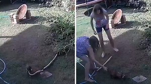 Puppy Attacked by Python in Australia