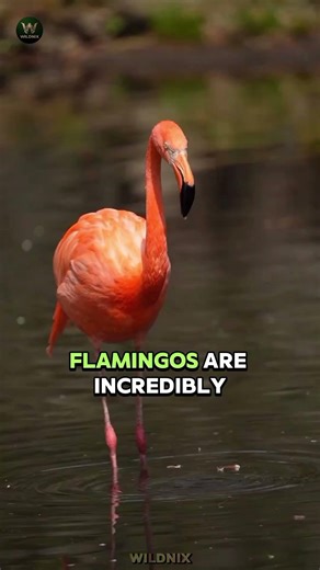 You WON'T BELIEVE These CRAZY Bird Facts! 🤯🐦