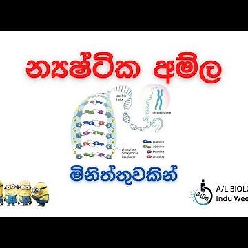 න්‍යෂ්ටික අම්ල ව්‍යුහය සහ කෘත්‍යය | Nucleic Acid | DNA RNA | Biology | Indu Weerasinghe