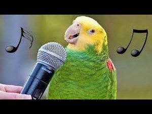 Happy BIrthday Song by A Parrot