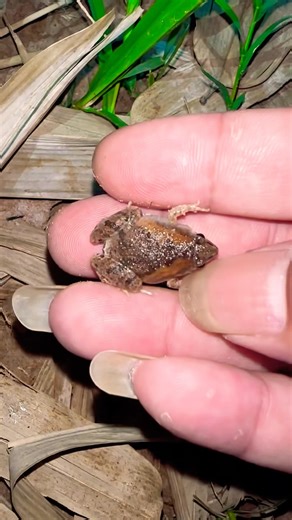 Hahaha catching smaller frogs 😝😝😂😂😜😜😛😛🤣🤣