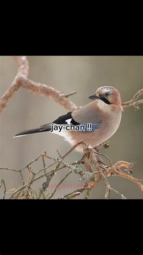 why are they so loud even #robin #birdwatcher #bird #birdtok #birdtiktok