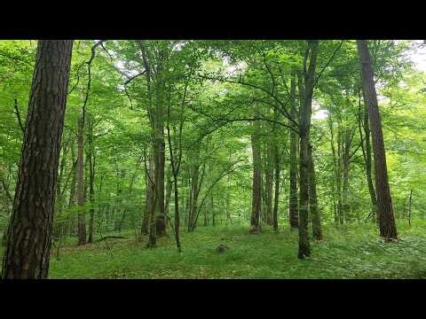 Spring Forest - The Birds Sing in the morning.🌲 (Real Video & Natural Sound )