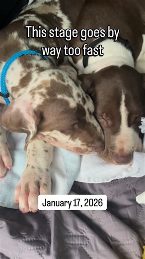 The Dane Duo | Charlie & Chief 🤎🤎 on Instagram: "Some days feel long… but then I look at this and realize how short this stage really is. Same crates, same puppies…just a lot bigger in what feels like no time at all. Trying to slow down and soak it in while I can 🤍🐾 #GreatDanePuppies #PuppyGrowth #DogMomLife #PuppyStage #fyp"