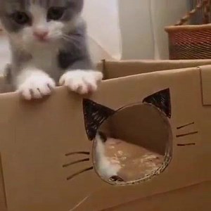 29K views · 939 shares | It's a box! Already a hit and will provide hrs of enjoyment for you both 珞珞珞 | Captivating Clicks | Facebook