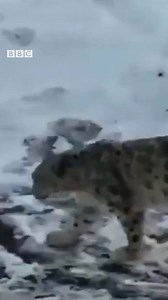127K views · 223 reactions | Officials have released footage of a rare sighting of a snow leopard in the Himalayas. The iconic big cats' conservation status improved from "endangered" to "vulnerable" in 2017. (Footage by India's Press Information Bureau and Environment Ministry) | BBC News India | Facebook