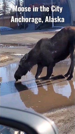Moose in the City | Anchorage Alaska | Springtime