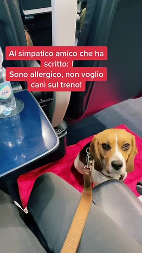 Allergic Reaction in a Dog on an Airplane