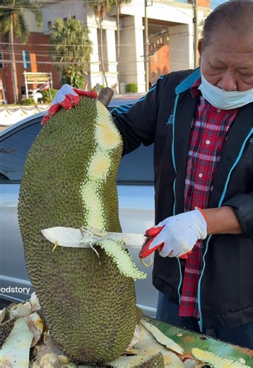 Giant Jackfruit peeling 📍ร้านขนุนพันธ์ทองส้ม จำหน่ายกิ่งพันธ์ทองส้ม In front of Chonburi Central Court, Chonburi, Thailand 📞 092 239 8249📞 065 829 4655 #eatfoodstory #fruit #asmr